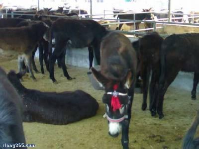 今年开封肉驴养殖场肉驴小驴价格