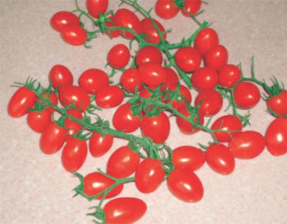 圣女玛丽亚樱桃番茄番茄种子