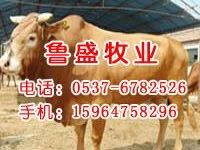 海拉尔肉牛犊价格满洲里肉牛犊价格辽宁肉牛犊