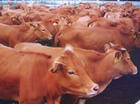 肉牛养殖 场 肉牛养殖基地 养殖牛 养牛