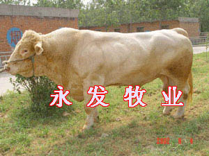 品种牛的养殖方法西门塔尔牛的外貌特征123
