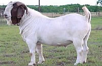 养牛的利润秸杆养牛波尔山羊小尾寒羊波尔山羊羔及怀胎波尔山羊