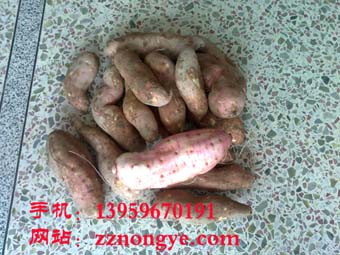 漳州红薯