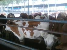 天门哪里的肉牛便宜养殖牛黄牛养殖场
