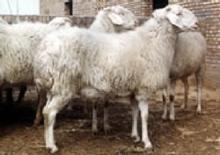 肉羊价格山西养羊场波尔山羊最大交易市场