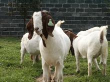 肉羊价格吉林养羊场波尔山羊最大交易市场