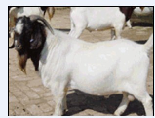 肉羊回收宁夏回族自治区小尾寒羊养殖场肉羊市场