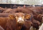 肉牛养殖价格肉牛犊养殖成本
