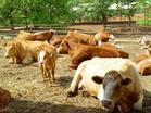 肉牛犊养殖基地肉牛犊养殖场肉牛犊养殖行情