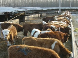 养牛前景肉牛养殖的成本