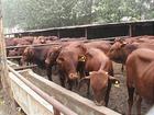 小肉牛养殖前景最新小公牛犊市场价格