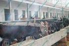 四川适合养哪种肉牛最新肉牛犊养殖前景肉牛犊养殖效益分析
