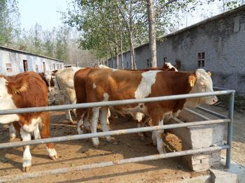 肉牛犊养殖场建设