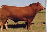 饲养肉牛 喂牛犊 肉牛养殖效益分析
