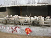 江西波尔山羊养殖场四川波尔山羊养殖场