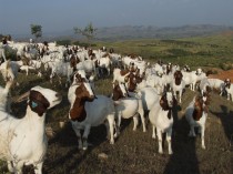 江西铅山哪儿有卖波尔山羊的-福安快速养羊信息已点击482次