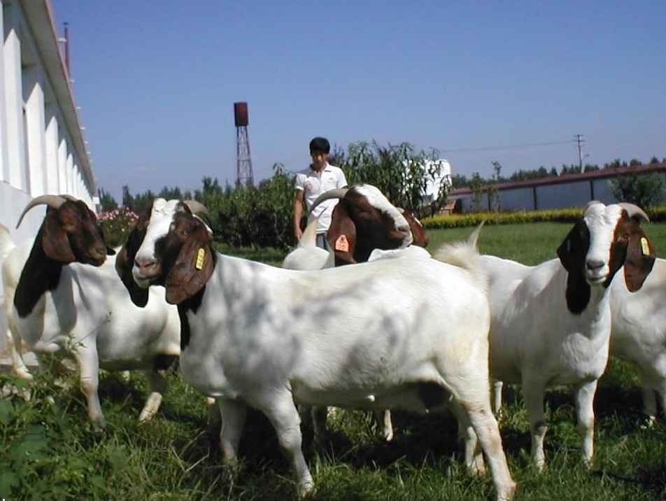 安徽阜阳波尔山羊养殖场-海伦养羊绝招信息已点击843次