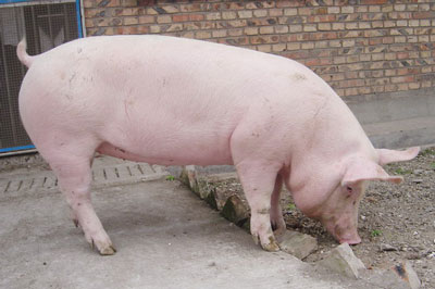 山东最新生猪价格102一斤仔猪多少钱一头