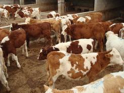 最近肉牛价格-肉牛养殖业现状养牛-商品牛的市场价格