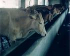 内蒙肉牛养殖基地 吉林省肉牛养殖 东北肉牛市场架子牛育肥技术