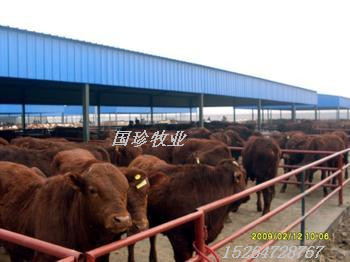 肉牛品种肉牛犊种牛最近价格