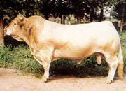 肉牛养殖前景肉牛养殖效益分析如何养殖肉牛