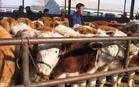 辽宁肉牛养殖肉牛养殖效益分析山东肉牛养殖基地