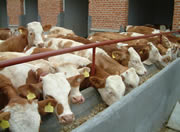 肉牛养殖饲料肉牛养殖分析河北肉牛养殖基地肉牛养殖行情