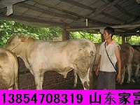 肉牛养殖前景小牛犊价格育肥牛犊价格