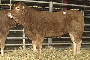 -09年肉牛价格西门塔尔养殖价格-09年养殖前景