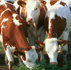 肉牛养殖成本效益分析 09肉牛犊行情