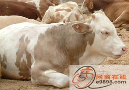 改良牛养殖-改良牛价格 09肉牛养殖肉牛价格肉牛养殖技术
