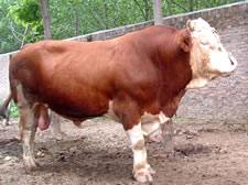 09年养殖前景鲁西黄牛西门塔尔牛肉牛价格肉牛养殖