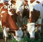 西门塔尔牛夏洛莱牛 肉牛养殖-肉牛品种-