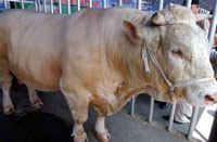 养殖业发展前景优质改良肉牛 种羊 西门塔尔牛 波尔山羊