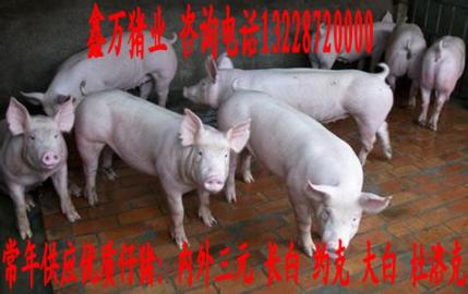 三明仔猪价格 新品 仔猪 养殖