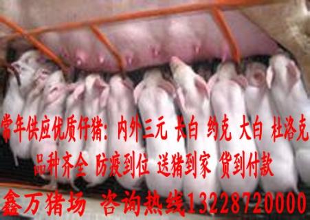 广昌仔猪价格 养殖 商业 价格