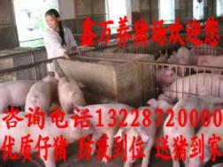 渭南仔猪价格 养殖 产品 推荐