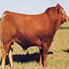牛犊养殖方法牛犊养殖周期牛犊价格