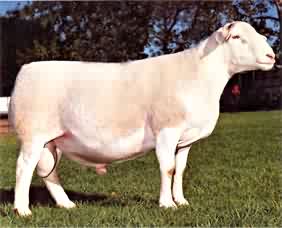 肉牛 种羊肉羊波尔山羊产品展示种牛养殖 种牛肉牛养殖