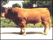 中国牛羊网-广东养殖肉牛肉牛养殖成本肉牛养殖基地