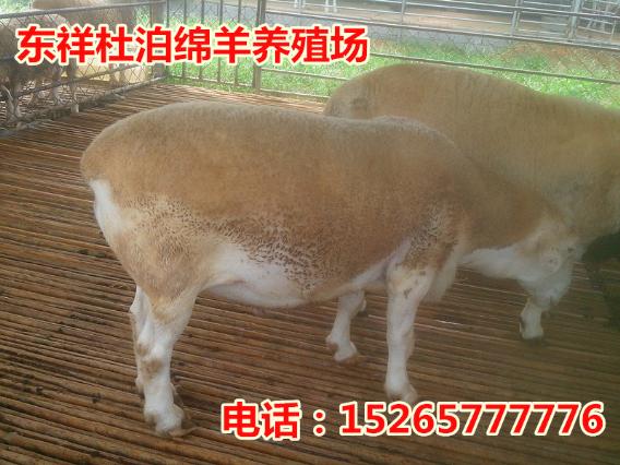 井冈山肉羊品种哪家好15265777776
