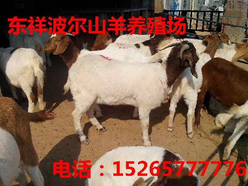 株洲波尔山羊羊仔价格在哪买15265777776