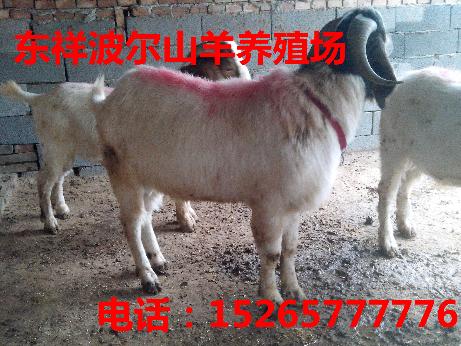九江杂交山羊育肥销售电话15265777776