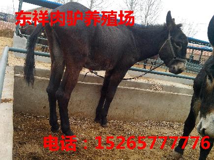 庆阳肉驴养殖利润销售电话15265777776