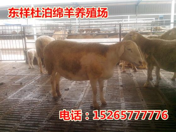 松原市肉牛的养殖技术在哪买15265777776