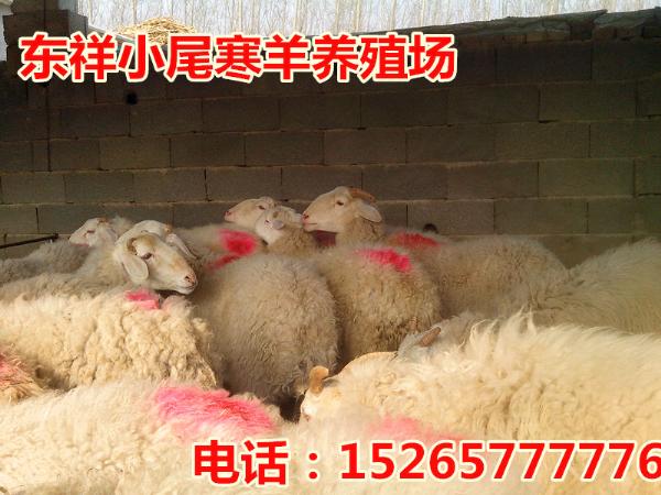 福清市肉羊养殖谁家纯正15265777776