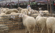 辽宁小尾寒羊养殖场种羊价格哪里有养殖场