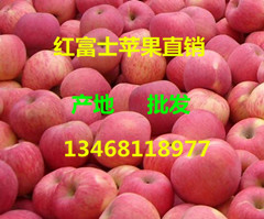 山东红富士苹果中后期批发价格