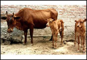 科学养牛如何养牛怎样养牛养牛的前景西门塔尔牛养殖牛养殖羊养殖肉牛繁殖技术肉牛养殖利润